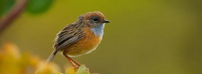 Emu and Wren birds perched on a branch, blue sky background.