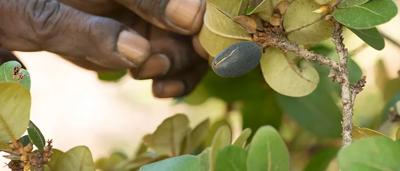 Kimberley landscape, red rock cliffs, green vegetation, blue sky, sunny day.