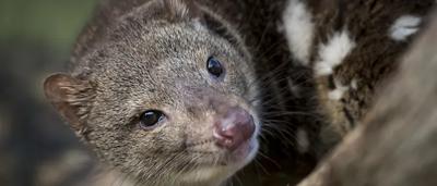 Quoll in grassy habitat, spotted fur, alert posture, looking right.