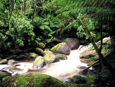 River flowing through a green reserve with trees.