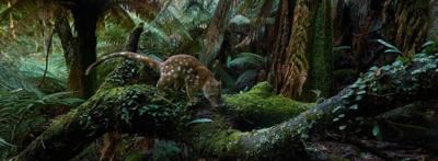 Quoll in grass, headshot, looking left.