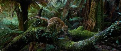 Quoll in grass, headshot, looking left.