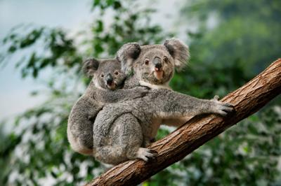Koala female carrying joey on back, climbing tree.