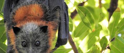 Bat silhouette against a sunset sky, silhouetted trees below.