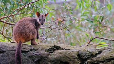 Donation button with text "Donate Once" on a green background.