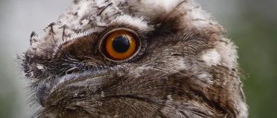 Owl perched on a branch, looking forward. Brown and white feathers, daytime.