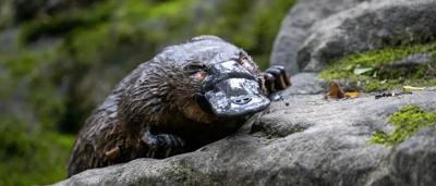 Hobart waterfront, boats, buildings, mountain backdrop, sunny day.