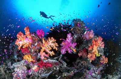 Diver near coral reef, vibrant colors, underwater scene.