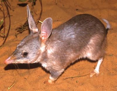 Bilby in a grassy field, ears prominent, looking towards the viewer.