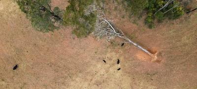 Aerial drone shot: Black cows in cleared paddock, fallen gum tree.