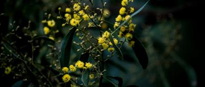 Close up of wattle in bloom, Melbourne