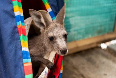 Woman in protective gear tending to injured wildlife after bushfires.