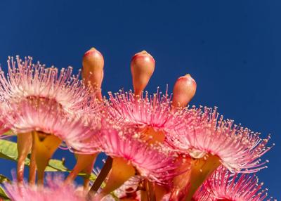 Eucalyptus tree silhouette against a bright sky, header image.