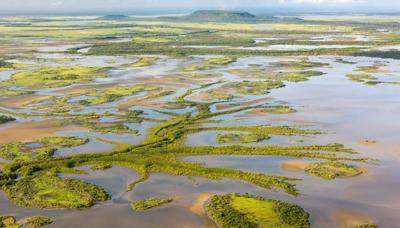 Header image: Australian rainforest canopy, lush green foliage, sunlight filtering through.