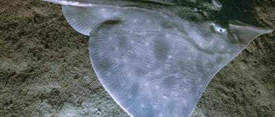 Maugean skate, underside view, white belly, dark spots, Neville Barrett credit.