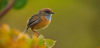 Southern Emu-wren perched on a branch, facing left. Brown and grey plumage, blurred background.