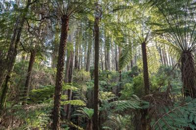 Dandenong Ranges landscape, trees, sky, Annette Ruzicka photography.