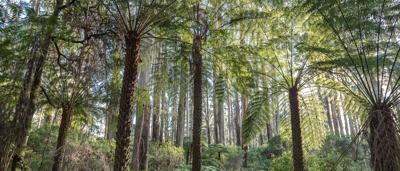 Dandenong Ranges landscape, trees, sky, Annette Ruzicka photography.