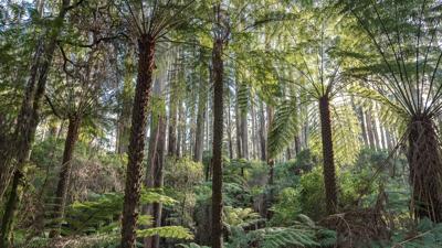 Dandenong Ranges landscape, trees, sky, Annette Ruzicka photography.