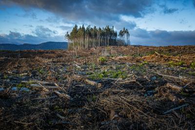 Deforestation in Tasmania: Cleared forest, logging trucks, remaining trees, and a vast, open landscape.