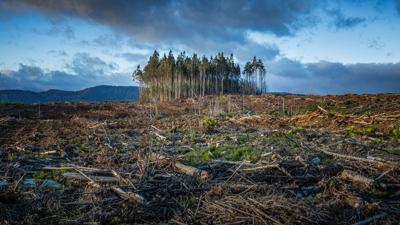 Deforestation in Tasmania: Cleared forest, logging trucks, remaining trees, and a vast, open landscape.
