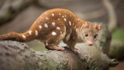 Quoll looking at camera, brown fur, black spots, alert expression.