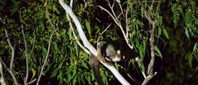 Greater glider clinging to a tree branch, nocturnal marsupial.