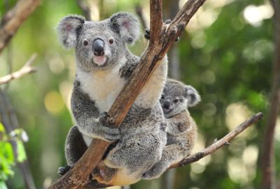 Koala and joey clinging to a tree branch.