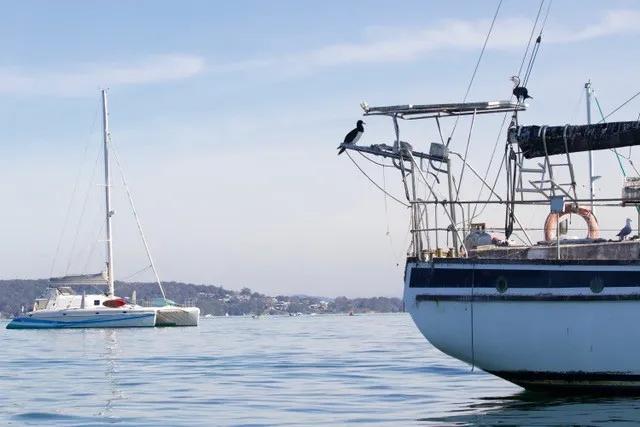 The Cocos booby roosting on the rigging of a boat moored at Marks Point, Lake Macquarie