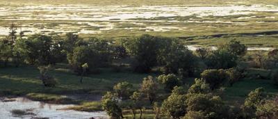Floodplain with alligator, post-Jabiluka, wide shot.