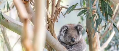 Koala in eucalyptus tree, nature background, risk assessment graphic.