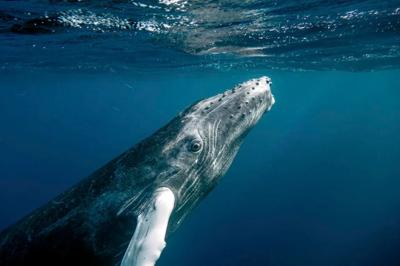 Baby humpback whale breaching the ocean surface.