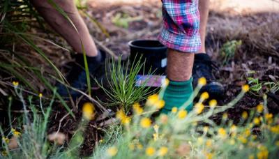 Header image: People planting trees in a forest, sunny day.