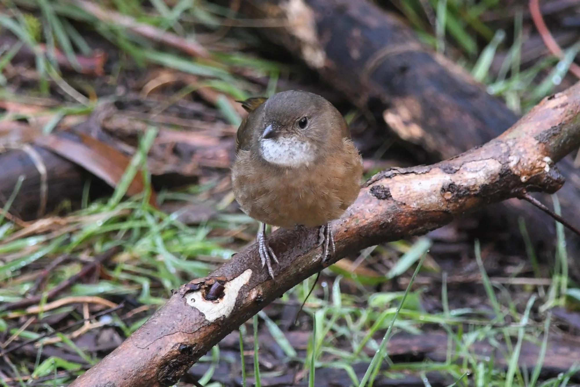Olive Whistler perched in native bush — photo credit Deb Oliver