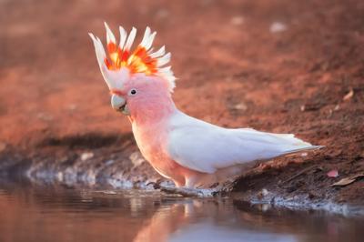 Pink cockatoo perched on a branch, vibrant feathers, bright eye, nature background.