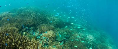 Coral reef with diverse marine life, including fish and coral formations.