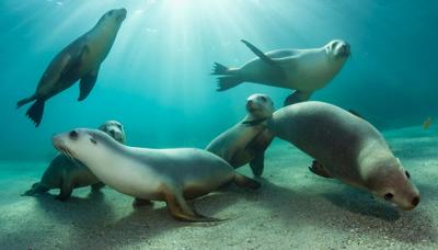 Header image: Group of sea lions on a rocky shore, blue ocean background.