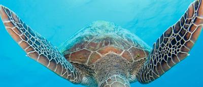 Green sea turtle swimming near coral reef.