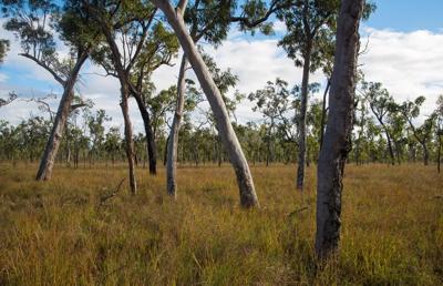 Green meadow, trees, blue sky, distant buildings.