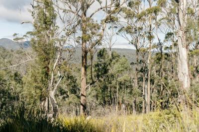 Bushland landscape, Tasmania. Green trees, blue sky, sunny.