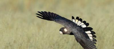 A lush green forest canopy, sunlight filtering through leaves.