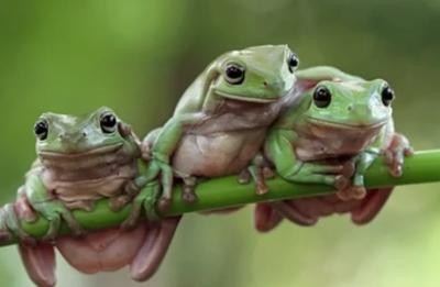Two green frogs on a lily pad, water background.