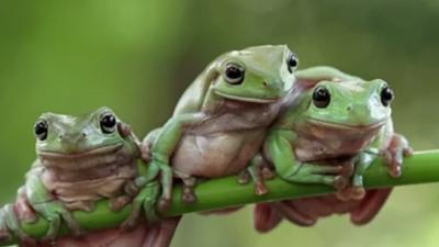 Two green frogs on a lily pad, water background.