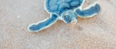 Green sea turtle swimming in clear blue water.