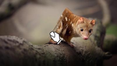 Pygmy Quoll, a small marsupial, in a grassy habitat.
