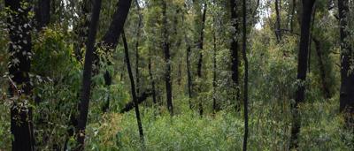 2026-BUSH-WALK-Morton-National-Park-Yuin-Country