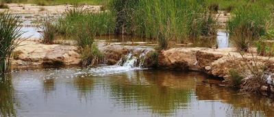 Hookina Creek, South Australia. Dry creek bed with sparse vegetation and distant hills.