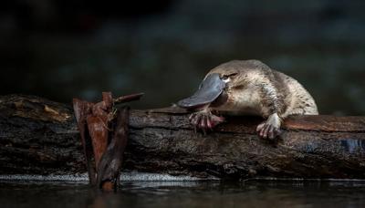 Platypus on a log, campaign page header.