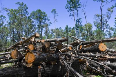 Queensland land clearing ground footage, aerial view.