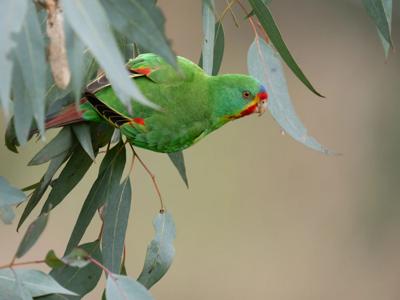 Swift Parrot-4